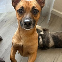 adopt a pet