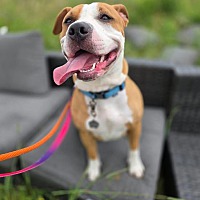 adopt-pet