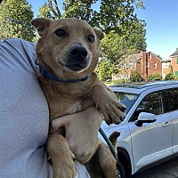 adopt a pet