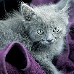 Thumbnail photo of Moon Dust - gorgeous kitten! #1