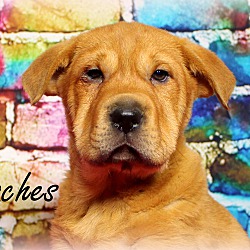 Thumbnail photo of Peaches~adopted! #2