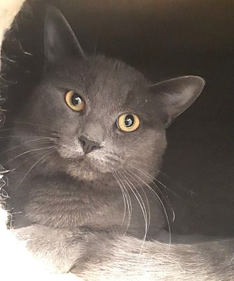 Gatineau Qc Russian Blue Meet Monty A Pet For Adoption Gatineau Qc Russian Blue Meet Monty A Pet For Adoption