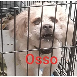 Thumbnail photo of Osso #1