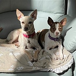 Thumbnail photo of Sophie and Pickles #2