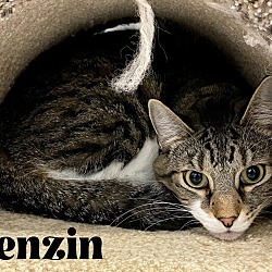 Thumbnail photo of Tenzin (Gizmo) #3