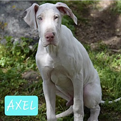 Photo of Axel