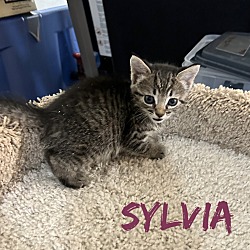 Thumbnail photo of Sylvia #2