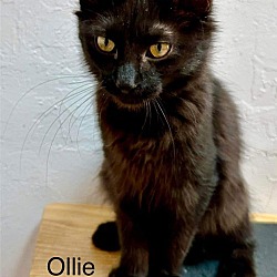 Thumbnail photo of Ollie #1