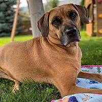 adopt-pet