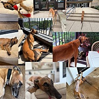 adopt a pet
