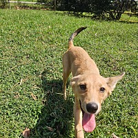 adopt a pet