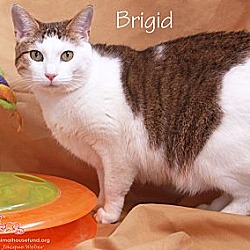 Thumbnail photo of Brigid #3
