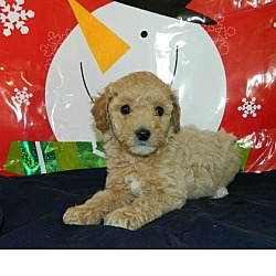 Photo of Toy Poodle