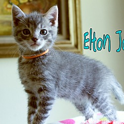 Thumbnail photo of Elton John #2