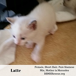 Thumbnail photo of Latte #3