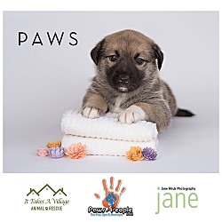 Photo of Paws