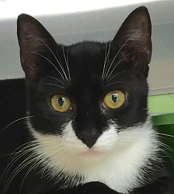 Norwalk Ct Domestic Shorthair Meet Noni A Pet For Adoption