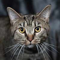 Photo of Leah - ADOPT ME FOR $50!