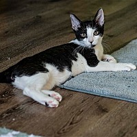 Photo of Oliver - snuggle kitten, good with dogs