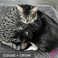 Thumbnail photo of Goose (bonded with Crow) #4
