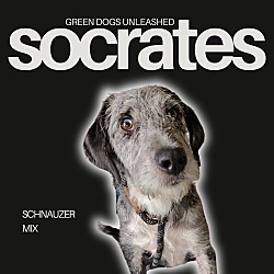 Thumbnail photo of Socrates #1