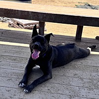 adopt a pet