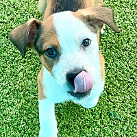 adopt a pet