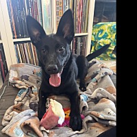 adopt a pet