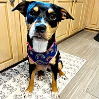 adopt a pet