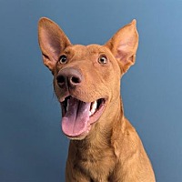 adopt a pet