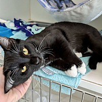 adopt a pet
