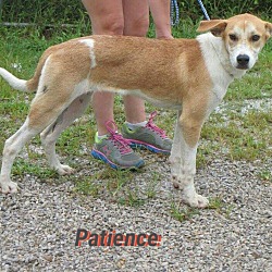Thumbnail photo of Patience #1