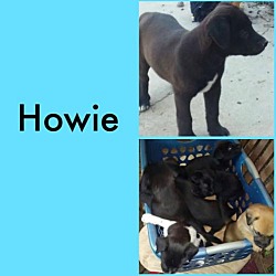 Thumbnail photo of Howie - Big Bang Pup #2