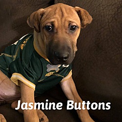 Photo of Jasmine Buttons