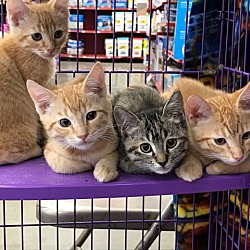 Photo of Orange Kittens