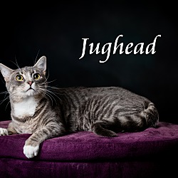 Thumbnail photo of Jughead #2