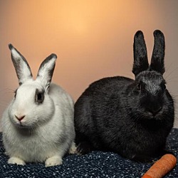 Thumbnail photo of Salt (bonded with Pepper) #2