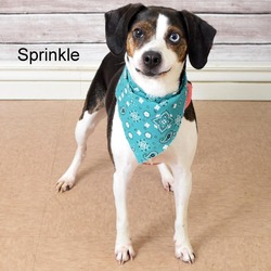 Thumbnail photo of Sprinkle #4