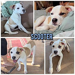 Thumbnail photo of Scooter #1