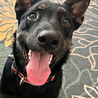 adopt a pet