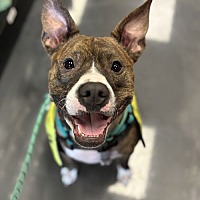 adopt a pet