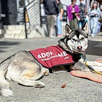 adopt a pet