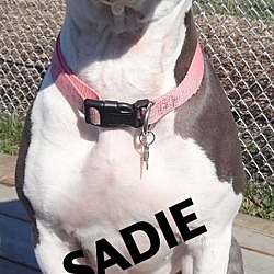 Thumbnail photo of SADIE--FABULOUS DOG! #3