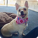 Corgi Puppies - Corgi Rescue and Adoption Near You