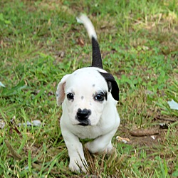 Thumbnail photo of Bo Peep~adopted! #4