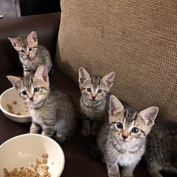 Photo of 7 kittens