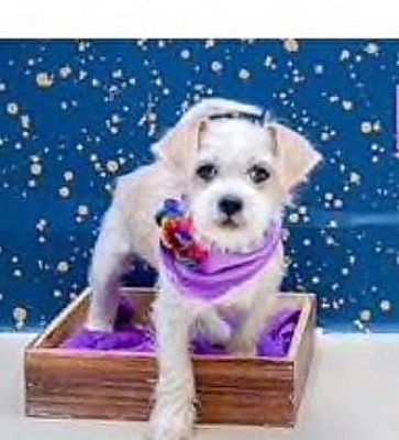 Kansas City Mo Terrier Unknown Type Small Meet Lulu A Pet For Adoption