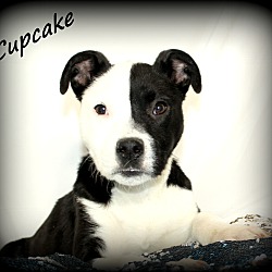 Thumbnail photo of Cupcake~adopted! #3