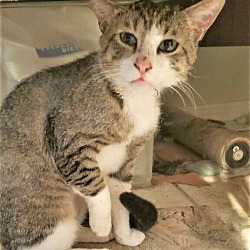 Thumbnail photo of KITTY KEANU FOSTER OR FOREVER HOME NEEDED #2