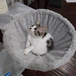 Photo of Patches